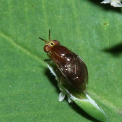 Steganopsis melanogaster