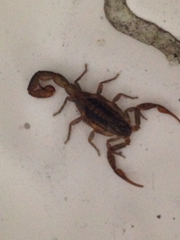 Centruroides limpidus