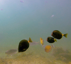 Prionurus microlepidotus