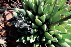 Machairophyllum albidum