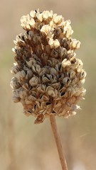 Allium amethystinum