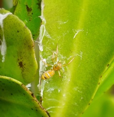 Cosmophasis bitaeniata