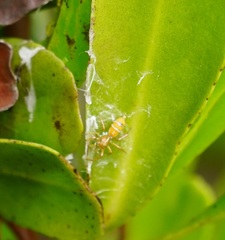 Cosmophasis bitaeniata