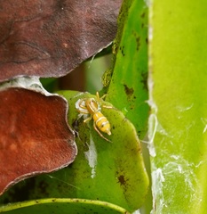 Cosmophasis bitaeniata