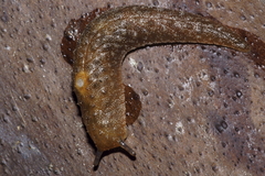 Pseudaneitea