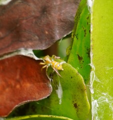 Cosmophasis bitaeniata