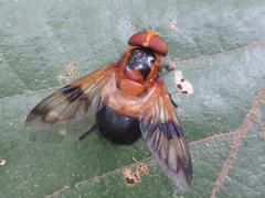 Volucella tabanoides