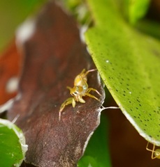 Cosmophasis bitaeniata