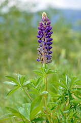 Lupinus × regalis