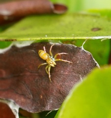 Cosmophasis bitaeniata