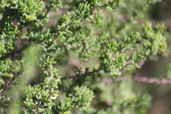 Aedes camptorhynchus