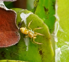 Cosmophasis bitaeniata