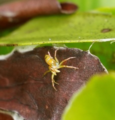 Cosmophasis bitaeniata