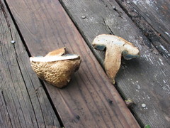 Caloboletus marshii