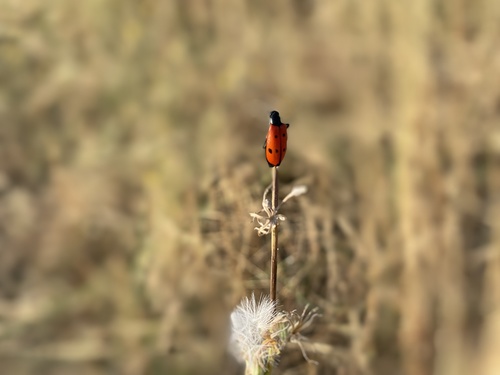 Four-spotted Blisterbeetle, Les Cluses, Languedoc, FR, photo 9 of 10