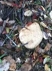 Caloboletus marshii
