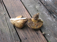 Caloboletus marshii
