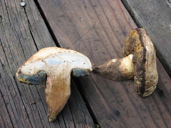 Caloboletus marshii