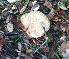 Caloboletus marshii