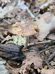 Inocybe insignis