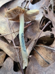 Inocybe insignis