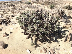 Pelargonium crassicaule