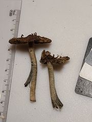 Inocybe insignis