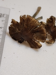 Inocybe insignis