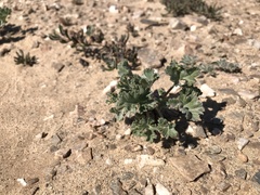 Pelargonium crassicaule
