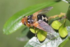 Microtropesa sinuata