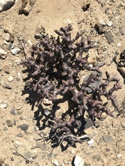 Pelargonium crassicaule