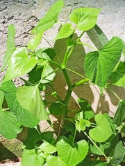 Spananthe paniculata