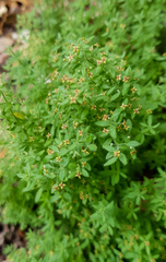 Galium maritimum