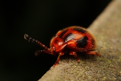 Stenotarsus pardalis