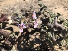 Pelargonium crassicaule