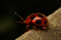 Stenotarsus pardalis