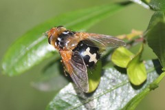 Microtropesa sinuata