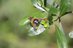 Microtropesa sinuata