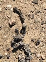 Crassula plegmatoides