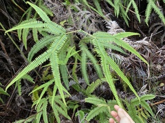 Sticherus owhyhensis