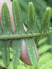 Sticherus owhyhensis