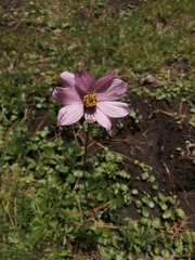 Cosmos diversifolius