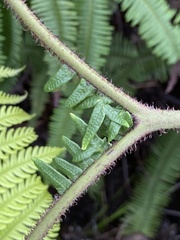 Sticherus owhyhensis