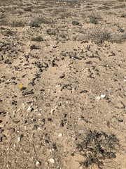 Crassula plegmatoides