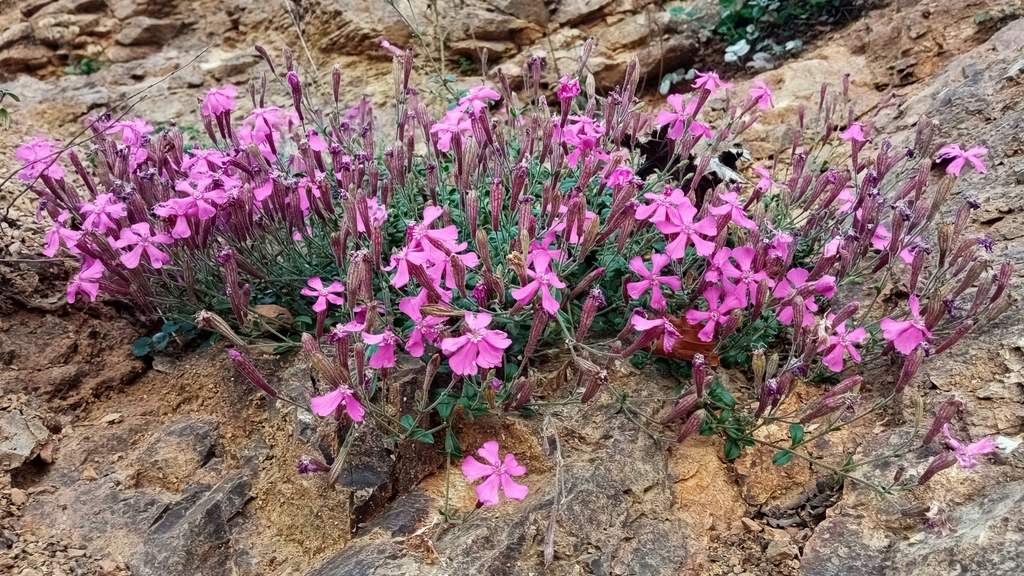 Silene schafta; photograph (c) Emad Tahaei, some rights reserved (CC BY)