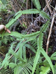 Sticherus owhyhensis