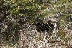 Dasyornis brachypterus