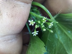 Spananthe paniculata