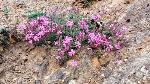Silene schafta, photograph 3