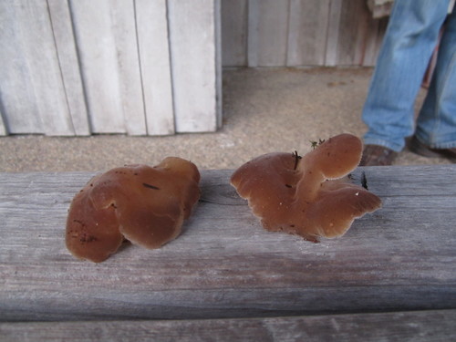 Toothed Jelly Fungus (Pseudohydnum gelatinosum)